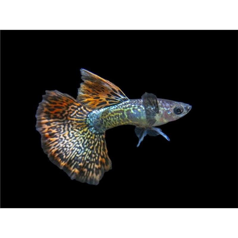 Guppy Poecilia cobra flower elephant Mascul - imagine 3